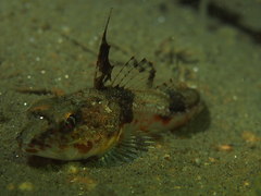 Chitonotus pugetensis