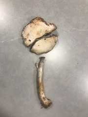 Agaricus abruptibulbus