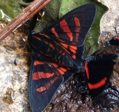 Mimardaris minthe