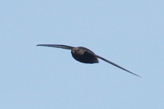 Chaetura brachyura