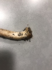 Agaricus abruptibulbus