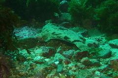 Pleuronichthys coenosus