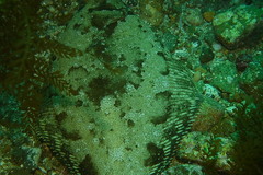 Pleuronichthys coenosus