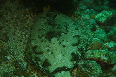 Pleuronichthys coenosus