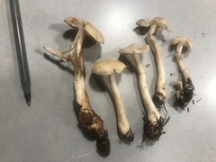 Tricholoma platyphyllum