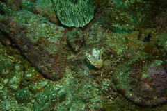 Pleuronichthys coenosus