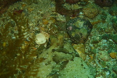 Pleuronichthys coenosus