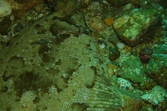 Pleuronichthys coenosus