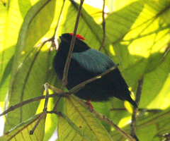 Chiroxiphia pareola