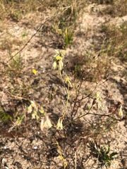Eriogonum longifolium var. gnaphalifolium image