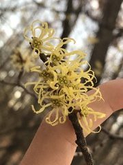 Hamamelis virginiana