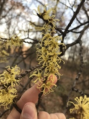 Hamamelis virginiana