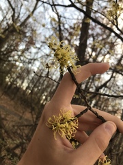 Hamamelis virginiana
