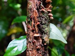 Chaetocalathus cocciformis