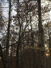 Hamamelis virginiana