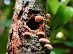 Chaetocalathus cocciformis