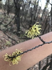 Hamamelis virginiana