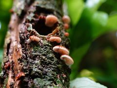 Chaetocalathus cocciformis