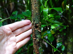 Chaetocalathus cocciformis