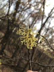 Hamamelis virginiana