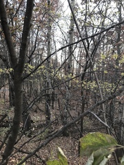 Hamamelis virginiana
