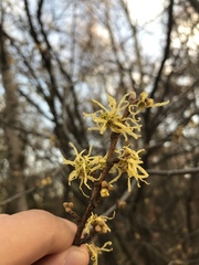 Hamamelis virginiana
