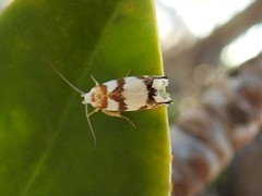 Plectophila eucrines