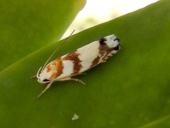 Plectophila eucrines