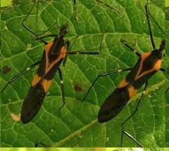 Zelus vagans