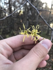 Hamamelis virginiana