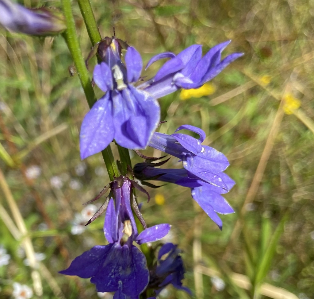 Apalachicola lobelia