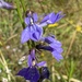 Apalachicola Lobelia - Photo (c) Jeannie Brodhead, some rights reserved (CC BY-NC), uploaded by Jeannie Brodhead