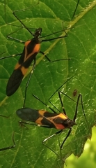 Zelus vagans