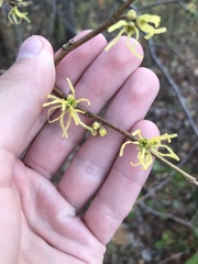 Hamamelis virginiana