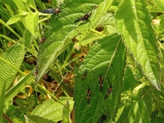 Zelus vagans