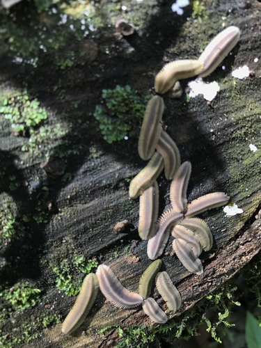 Platydesmidae