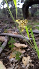 Tigridia ehrenbergii