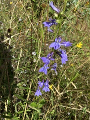 Lobelia apalachicolensis