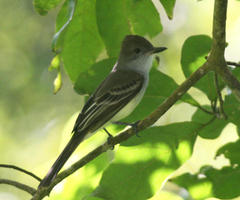 Myiarchus venezuelensis