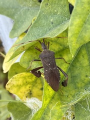 Leptoglossus oppositus