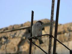 Passer domesticus tingitanus