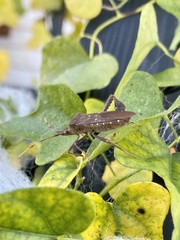 Leptoglossus oppositus