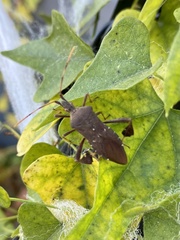 Leptoglossus oppositus