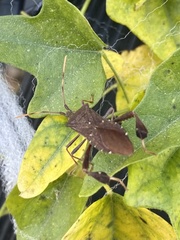 Leptoglossus oppositus