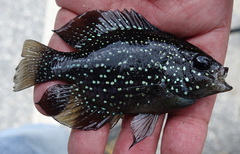 Enneacanthus gloriosus