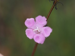 Agalinis aphylla