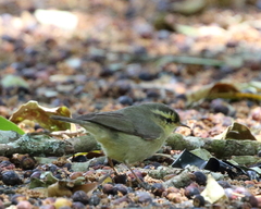 Phylloscopus affinis
