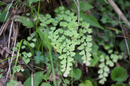 Image of Adiantum monochlamys by (c) harum.koh, some rights reserved (CC BY-SA)