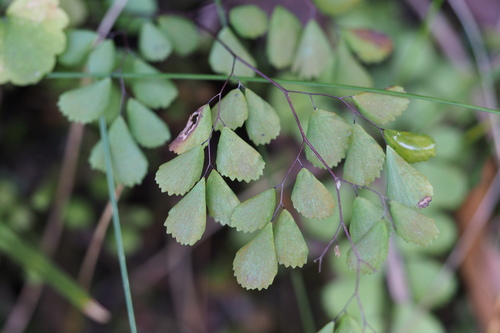 Image of Adiantum monochlamys by (c) harum.koh, some rights reserved (CC BY-SA)