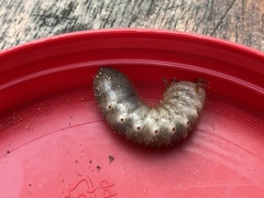 Dynastes tityus